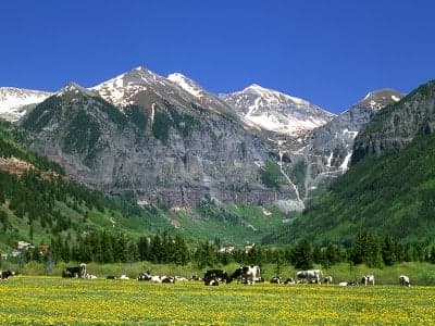 Valley Cows