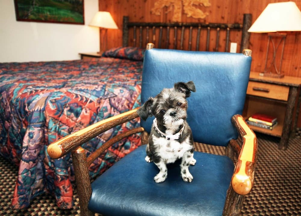 Pet-Friendly