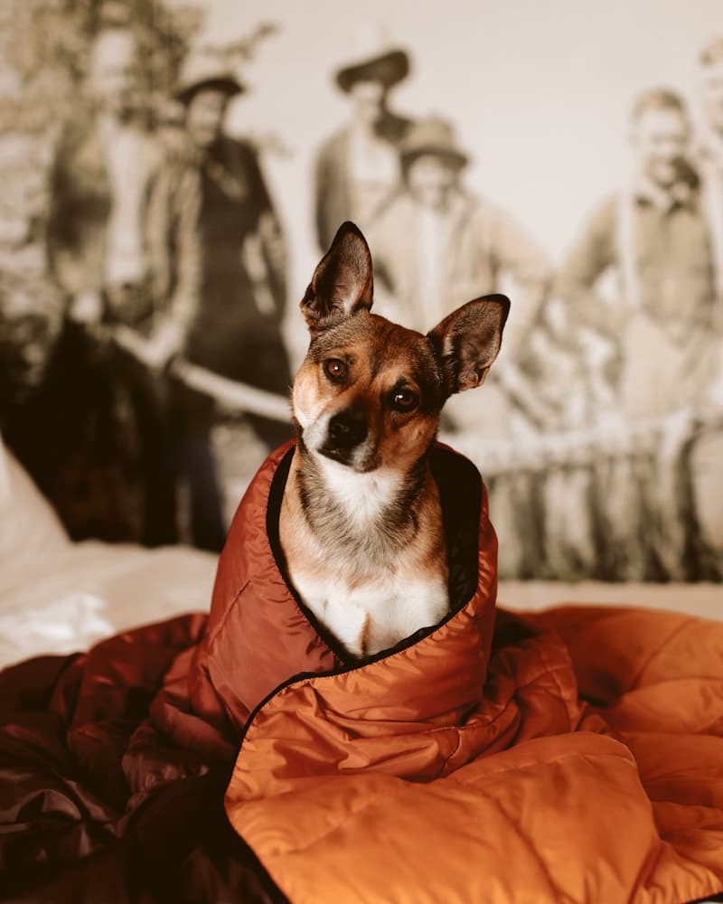 Pet-friendly