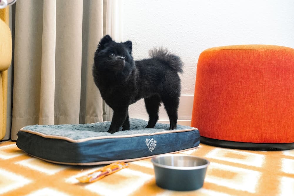 Pet-friendly amenities