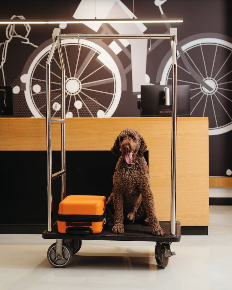 Pet-friendly