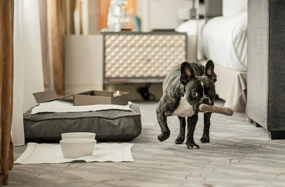 Pet-friendly amenities