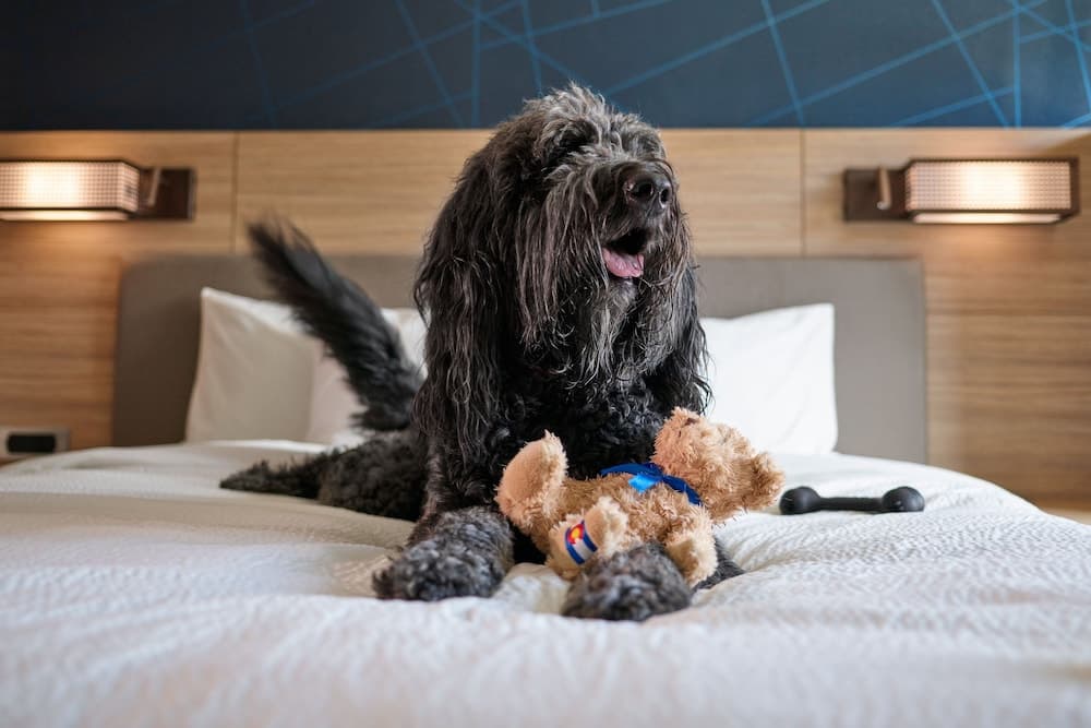 Pet-friendly