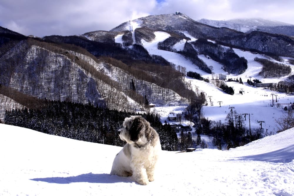 Mountain view