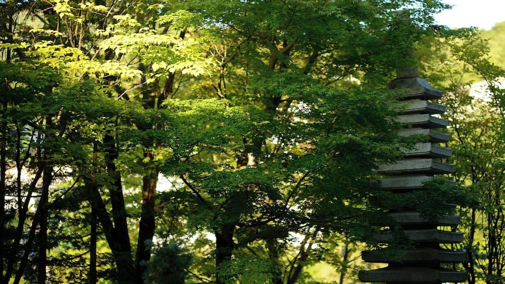 Japanese garden