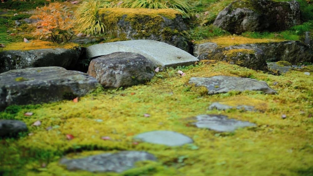 Japanese garden