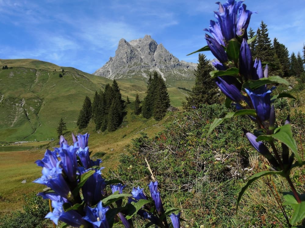 Mountain view