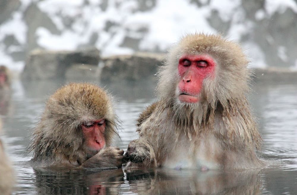 Game viewing
