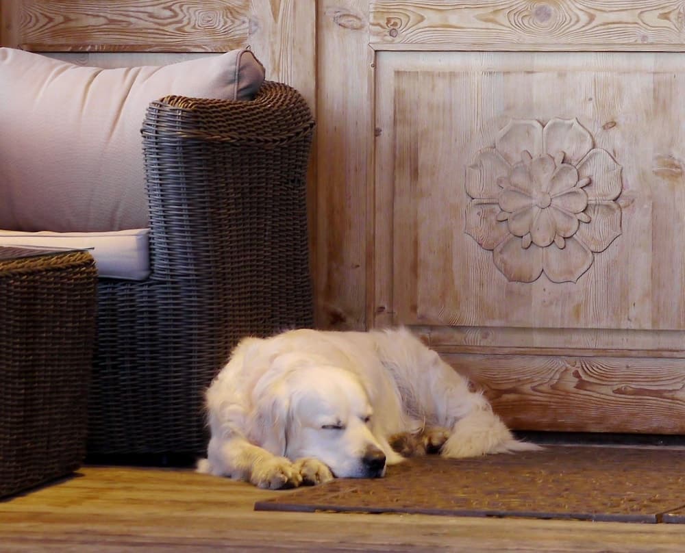 Pet-friendly