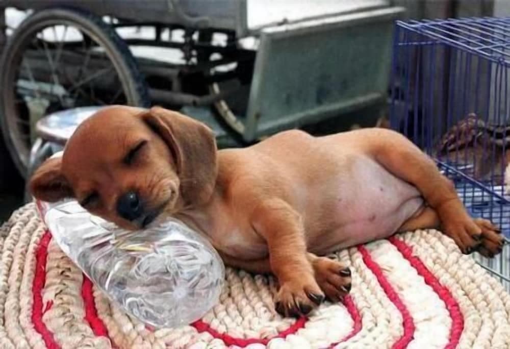 Pet-friendly