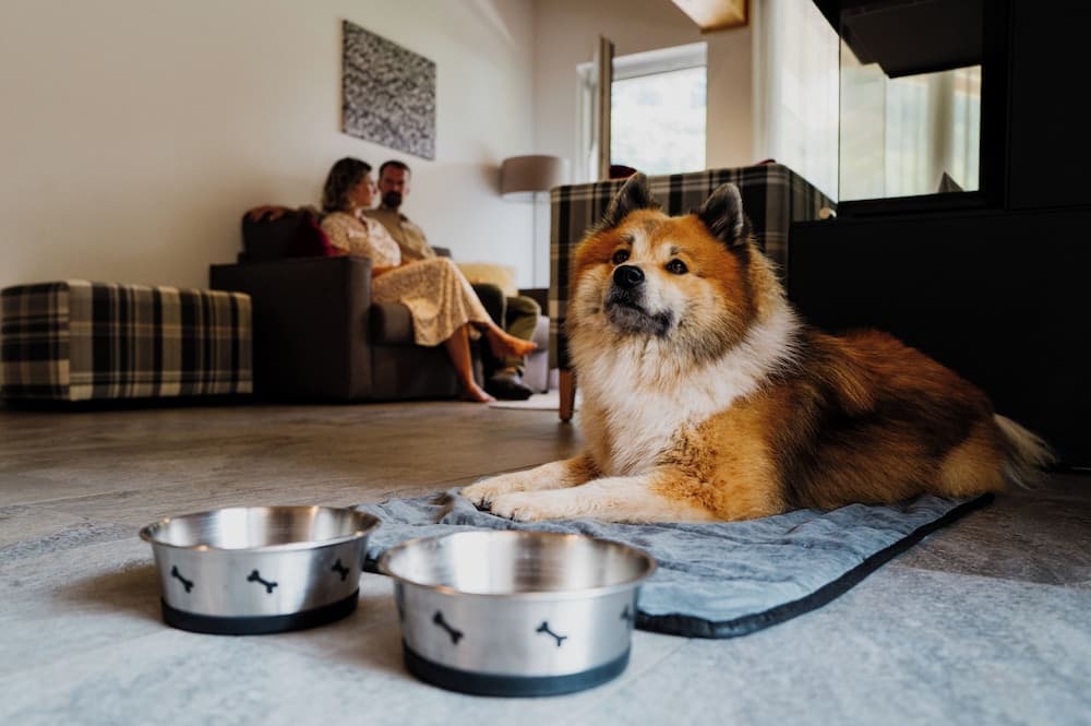 Pet-friendly
