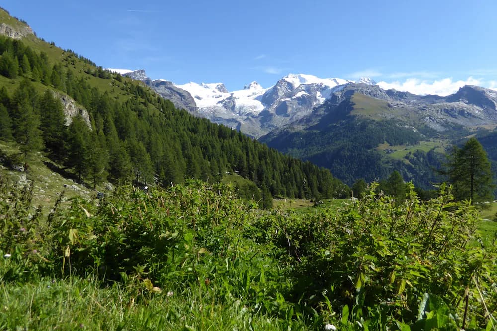 Primary image