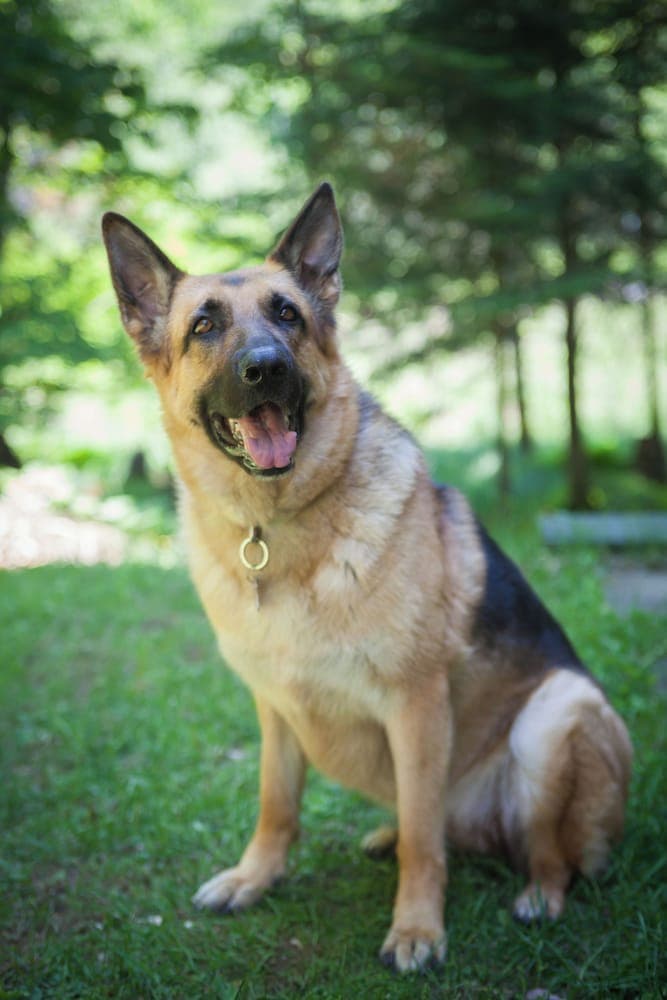 Pet-friendly amenities
