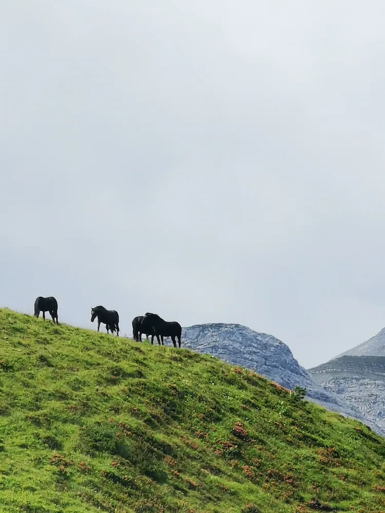 Mountain view
