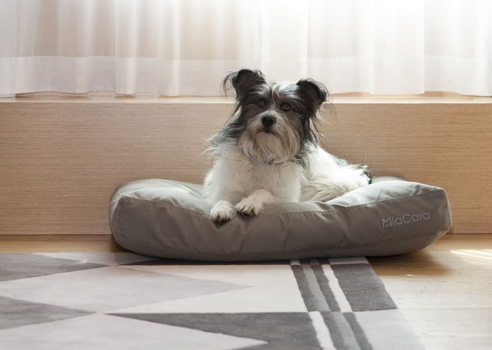 Pet-friendly