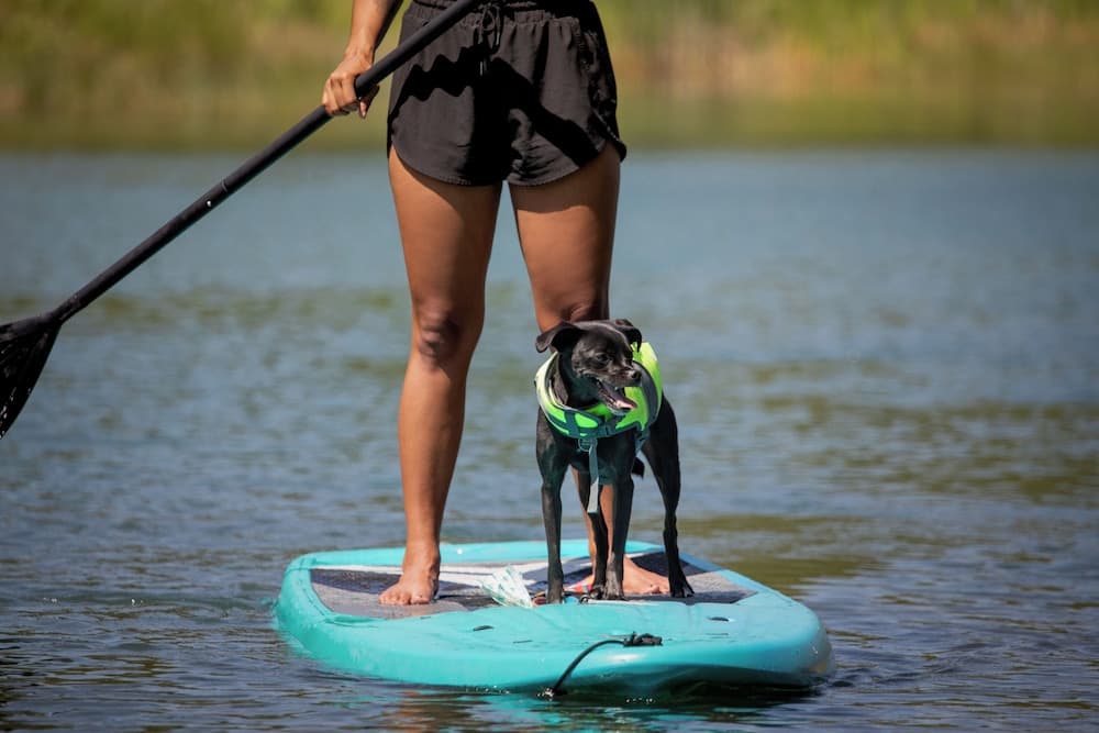 Pet-friendly amenities