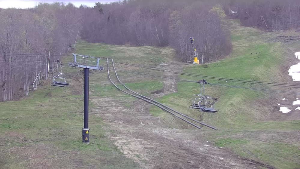 Bear Cam