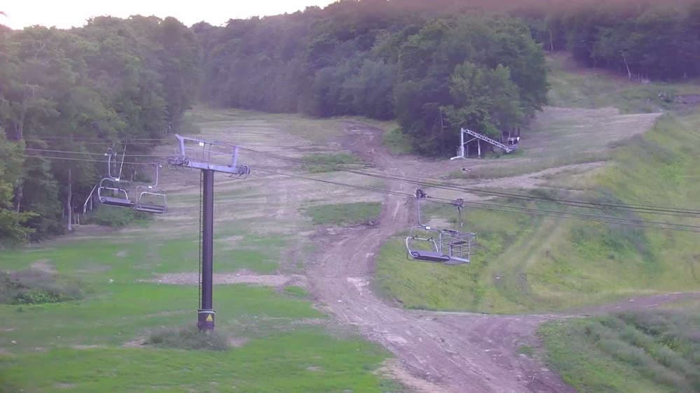 Bear Cam