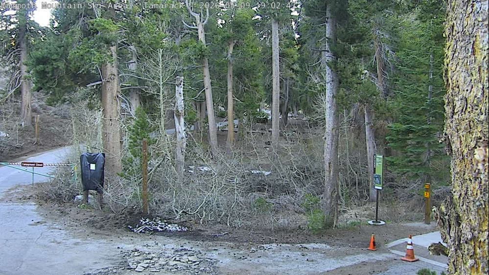 Mammoth - Tamarack